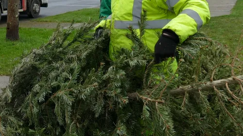 Alençon : des espaces pour collecter les sapins de Noël